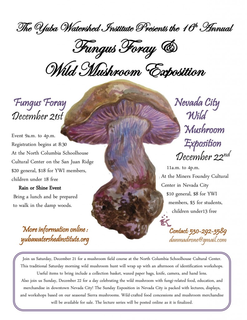 2013 Fungi flyer Final